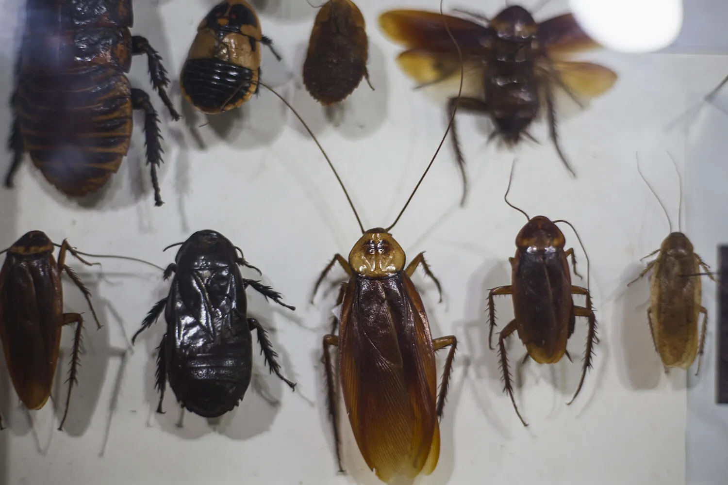 Следы вредителей в квартире: как распознать, кто поселился у вас