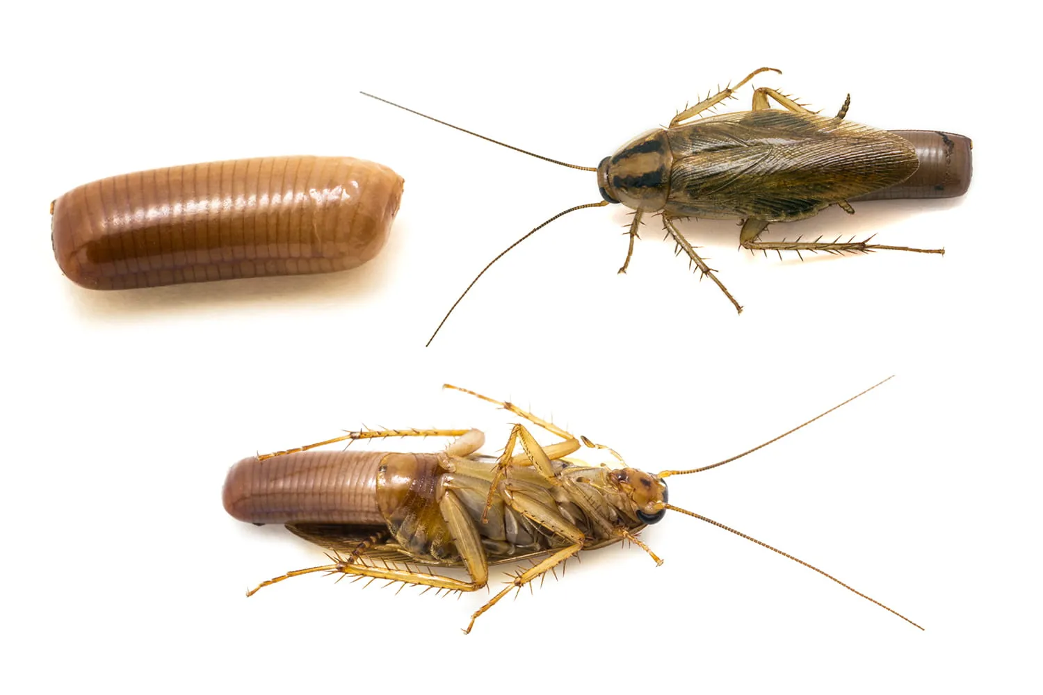 Жизненный цикл таракана: от яйца до взрослой особи