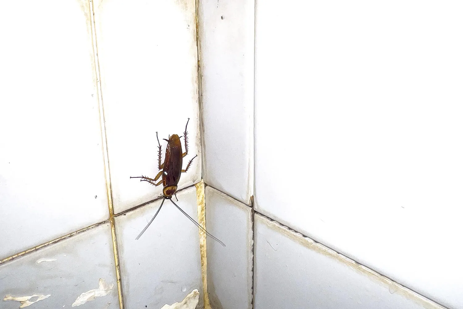 Желтые следы на стенах и мебели: кто завелся в вашем доме?