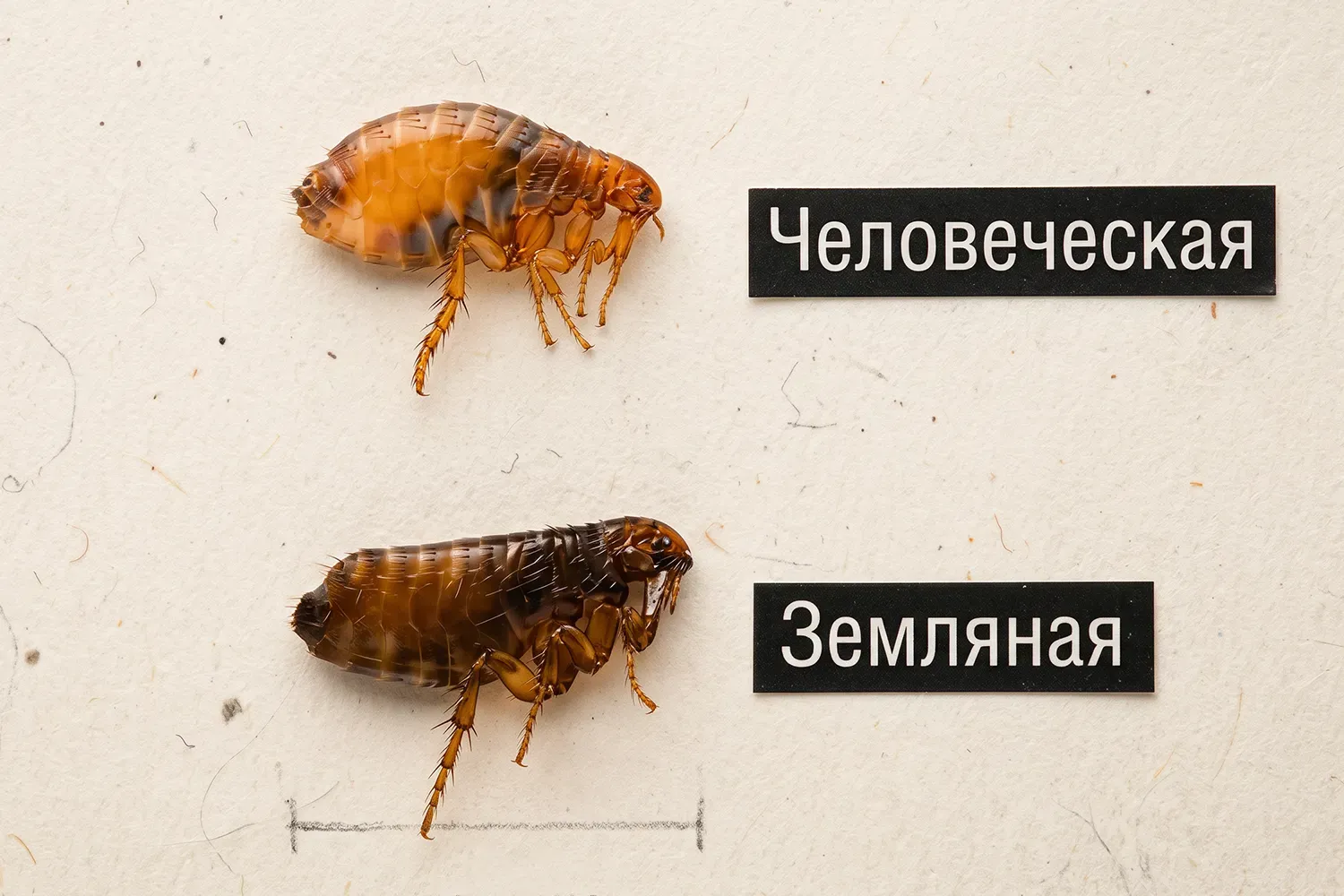 Земляные блохи в частном доме. Как выглядят, откуда берутся и как от них избавиться