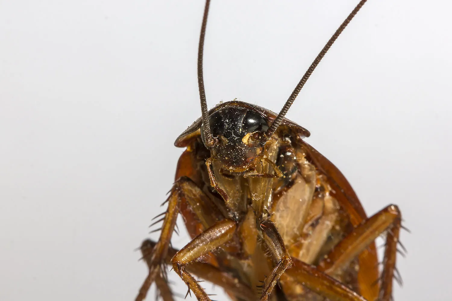 Запахи, которые отпугивают тараканов — мифы и реальность