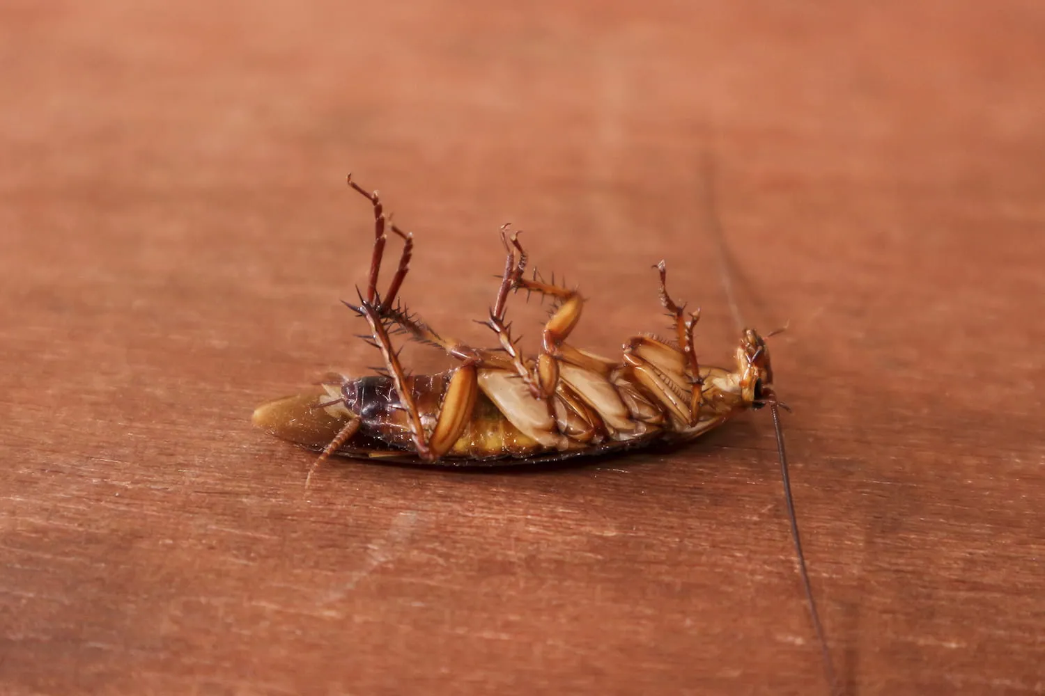 Сколько ног у таракана: полное руководство по анатомии, поведению и борьбе с вредителями