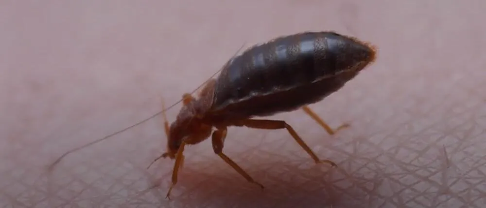 Укусы клопов: как выглядят на теле (с фото) и чем опасны Укусы клопов: как выглядят на теле (с фото) и чем опасны