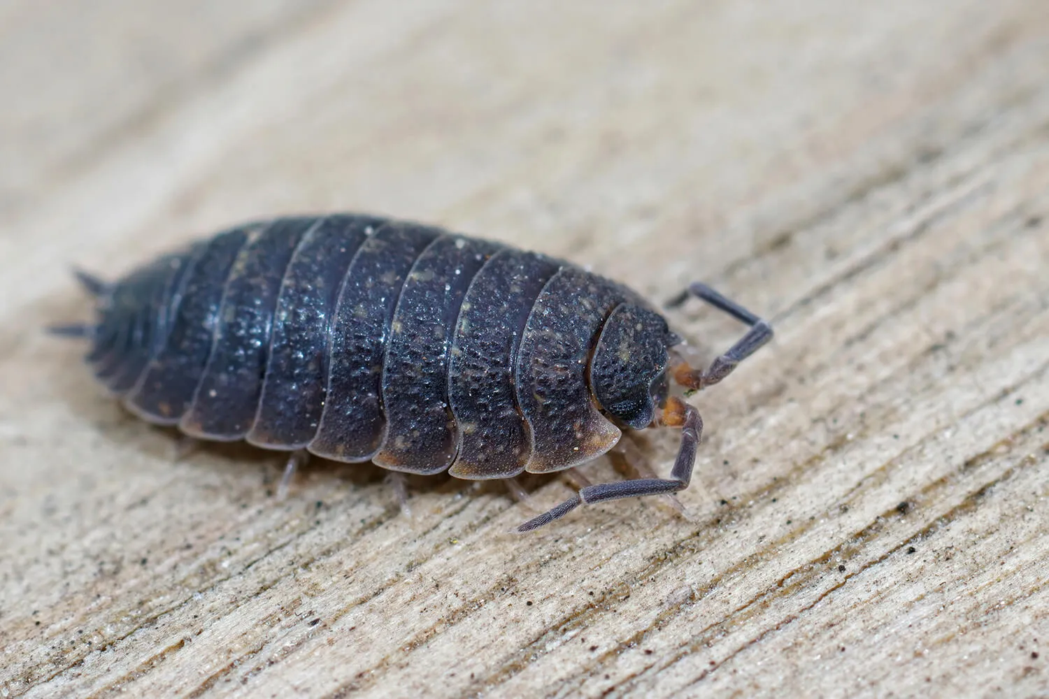 Почему появляются мокрицы и многоножки в ванной комнате