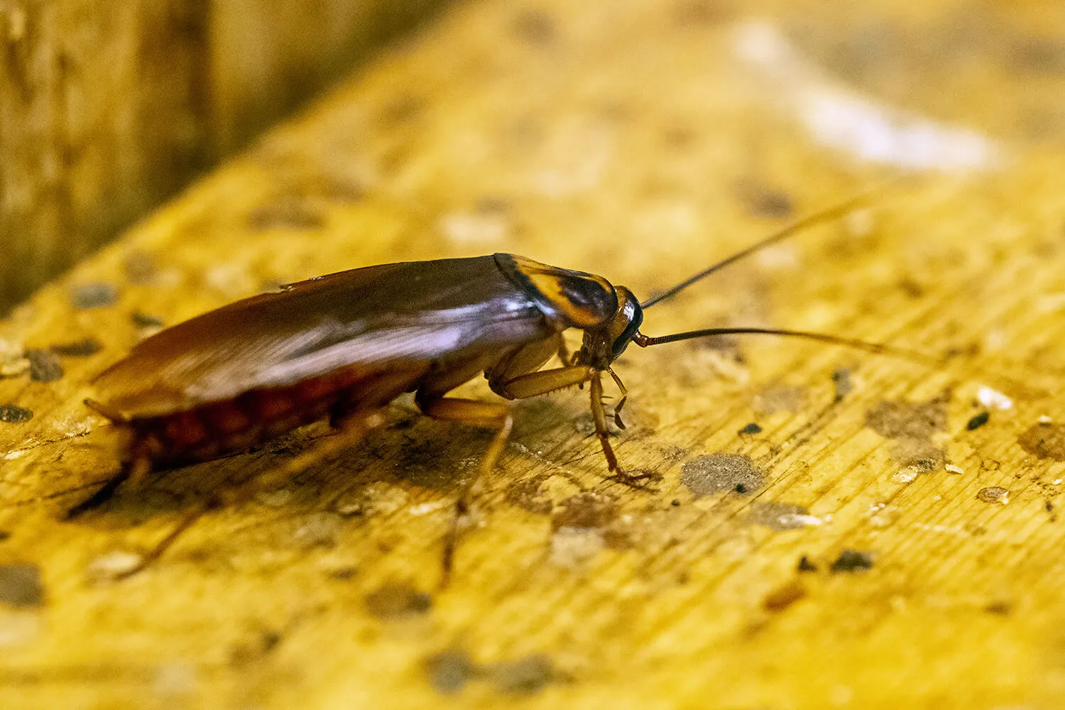 Как распознать тараканов по запаху: характерные признаки и способы борьбы