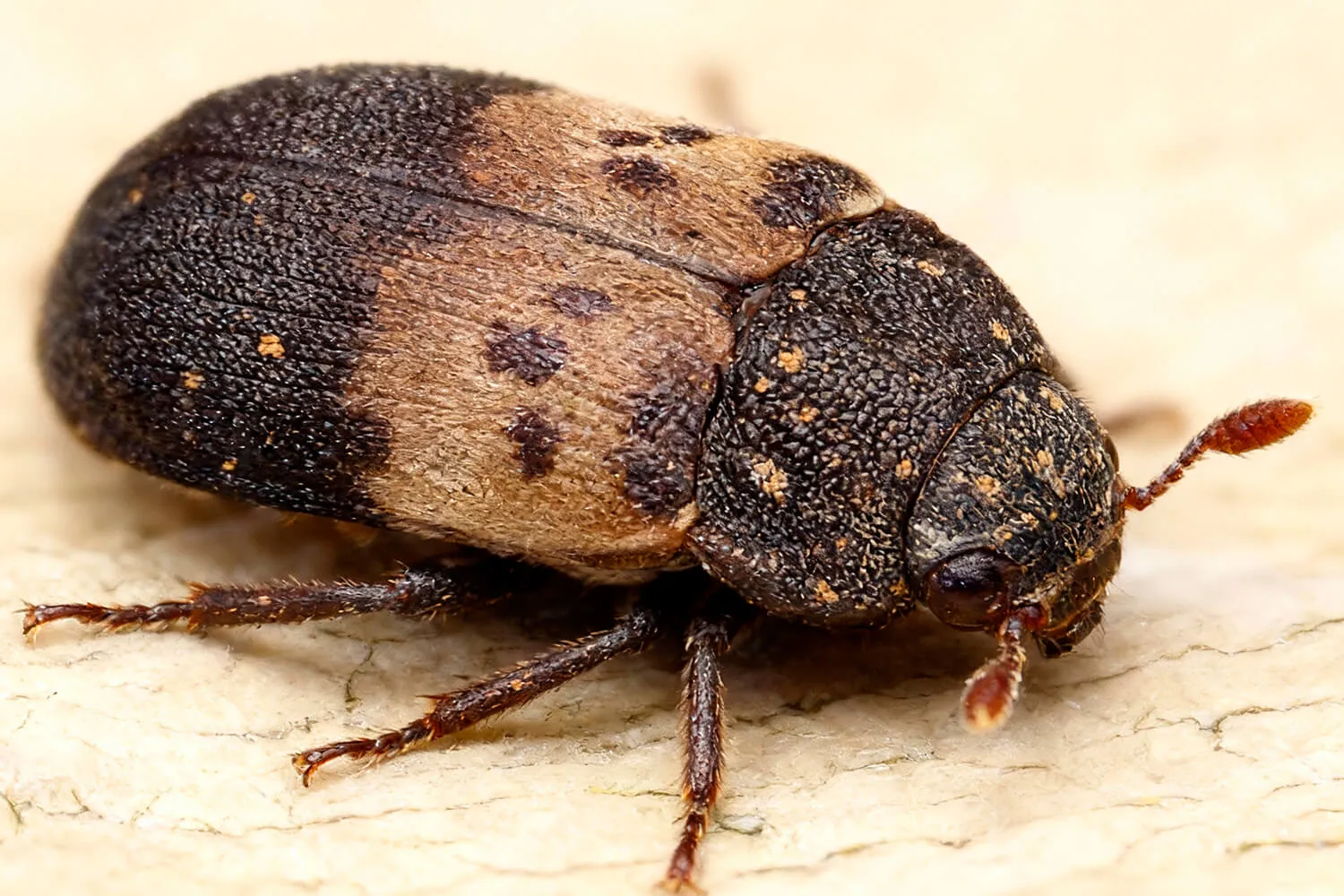 Кто такие кожееды: описание насекомого, фото и особенности видов