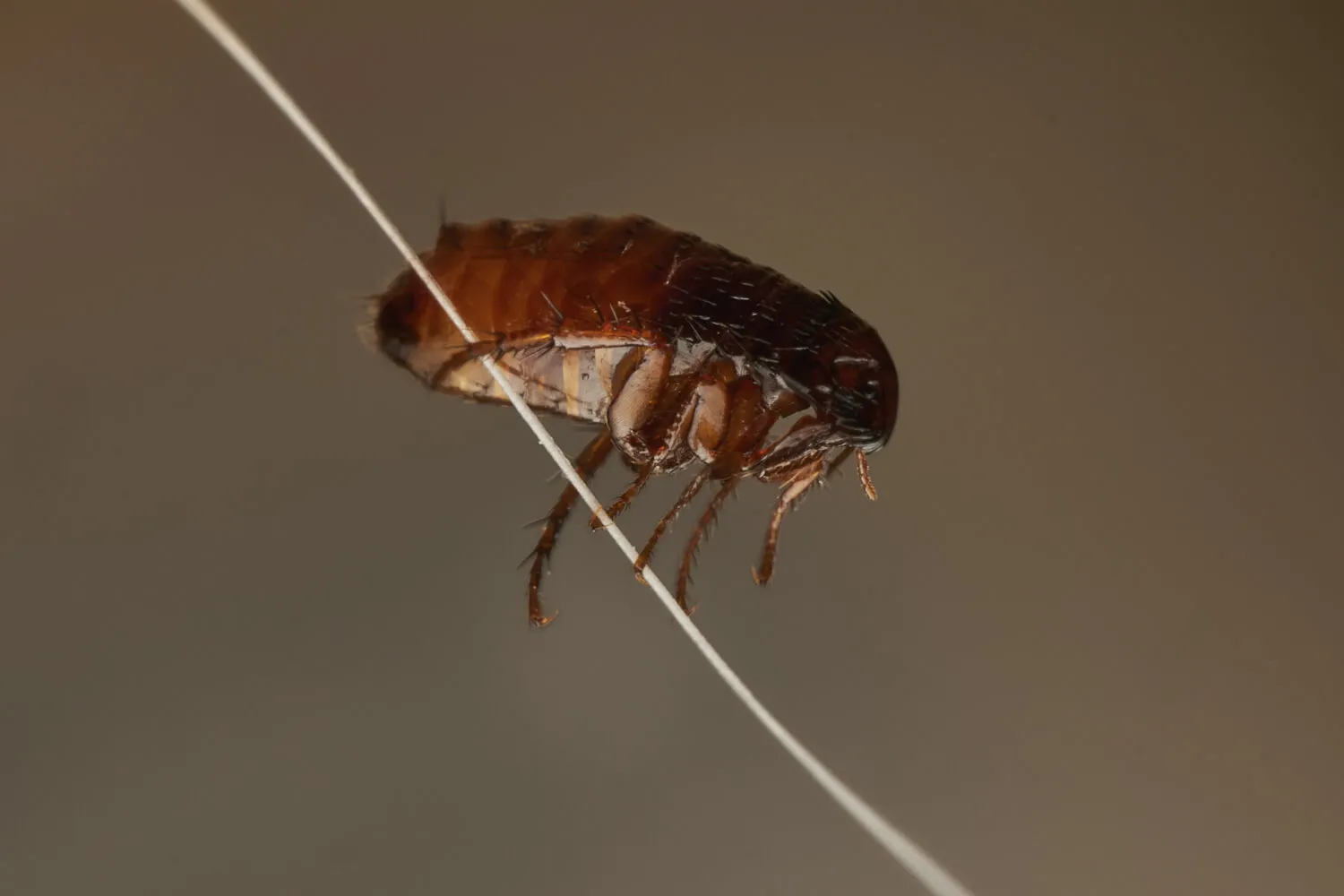 Домашние блохи: как выглядят, чем опасны и где живут