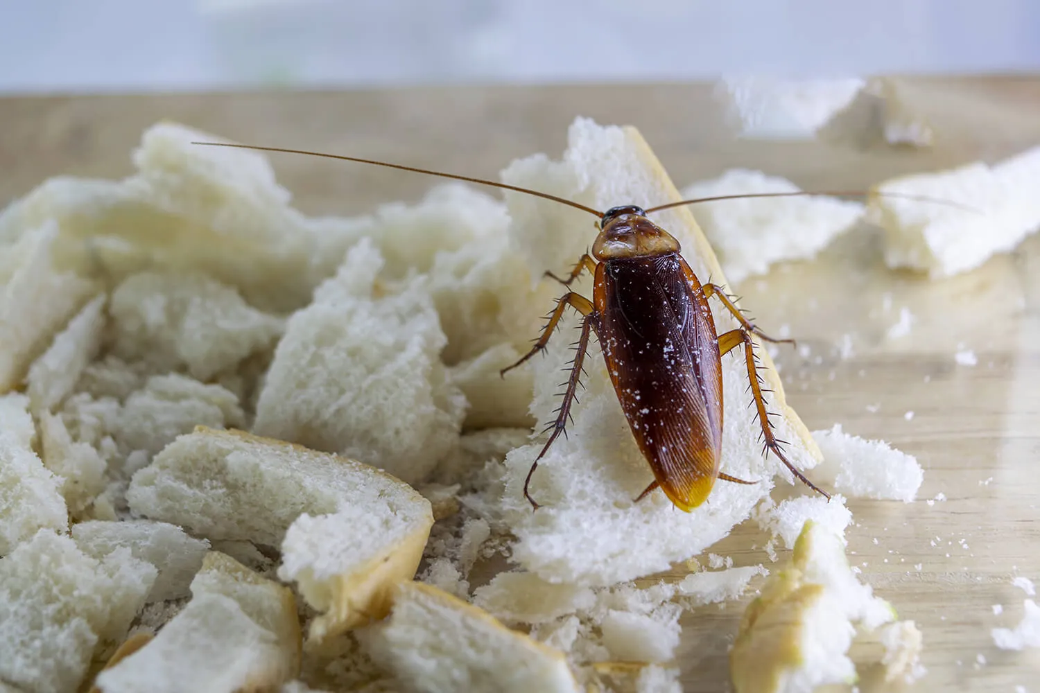 Что делать, если в доме снова появились тараканы после профессиональной обработки?
