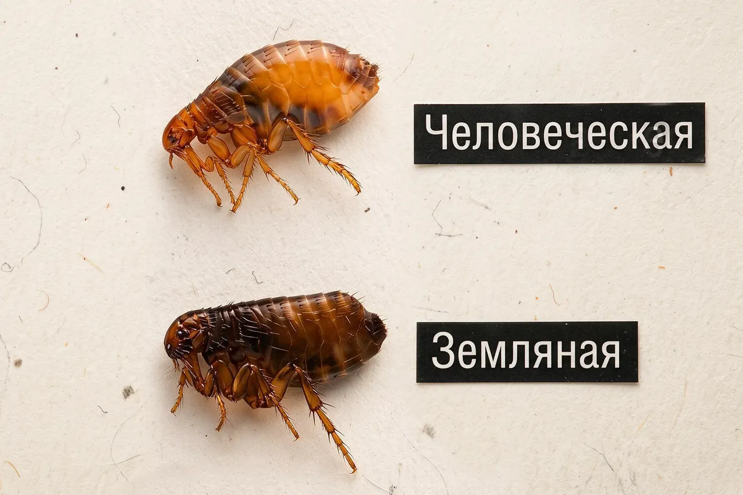 Земляные блохи в частном доме. Как выглядят, откуда берутся и как от них избавиться