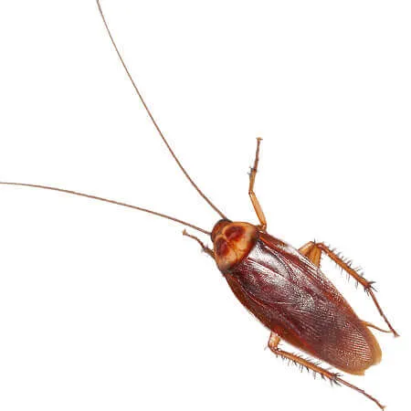 американский таракан