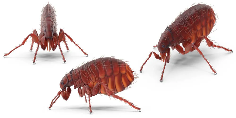 Избавление от блох