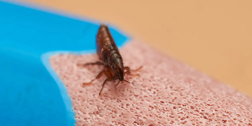 Опасность укусов от блох