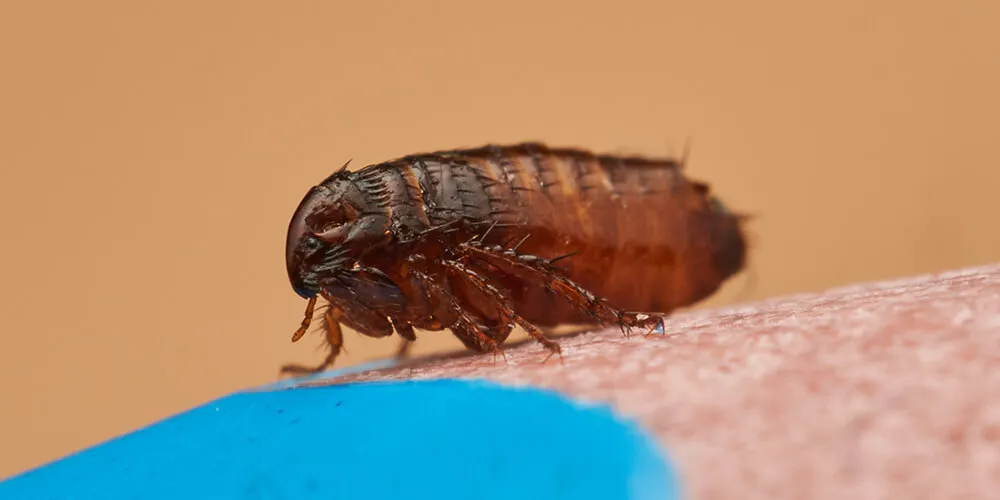 Опасность блох для человека