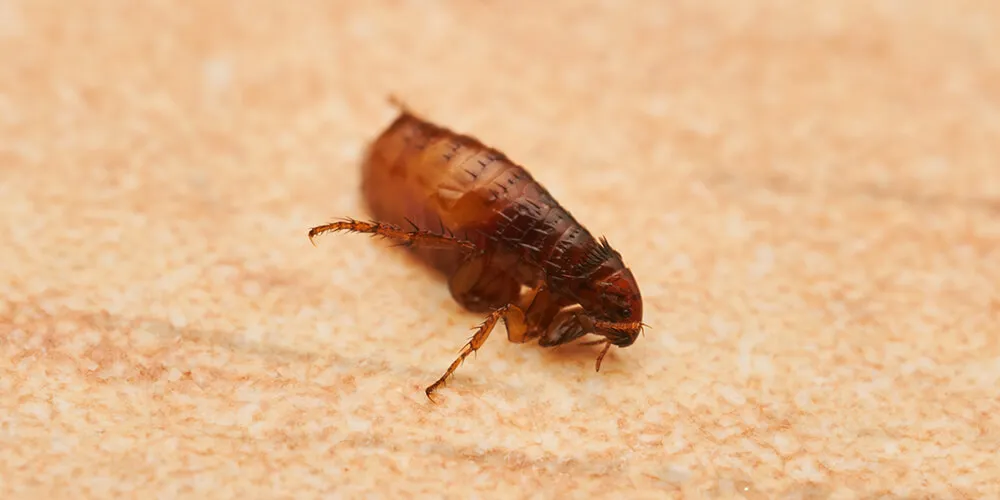 Блохи в доме
