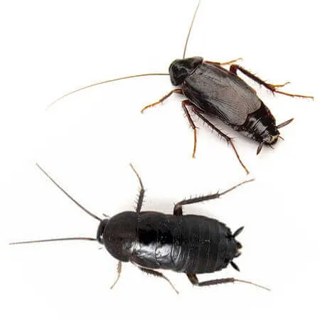 черный таракан