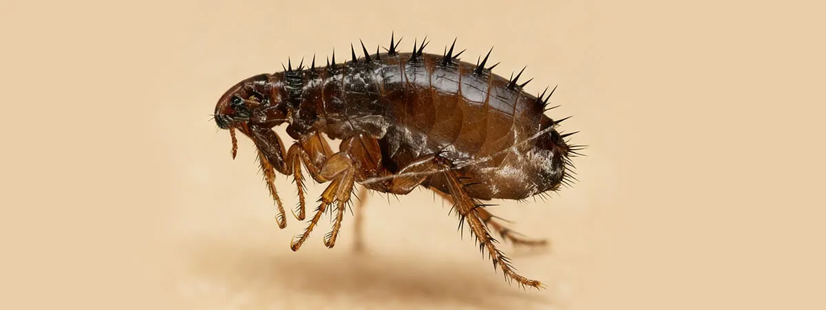 Домашняя блоха