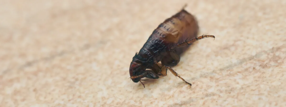 Домашняя блоха крупным планом