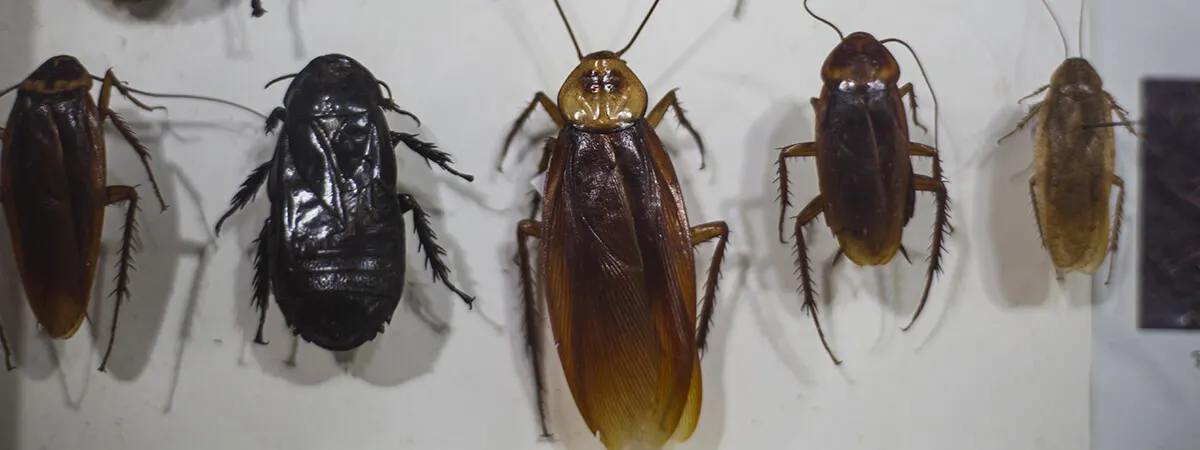 Мифы и факты про тараканов