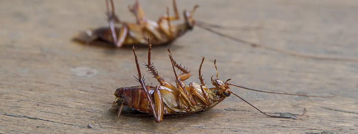 Вопросы и ответы о тараканах