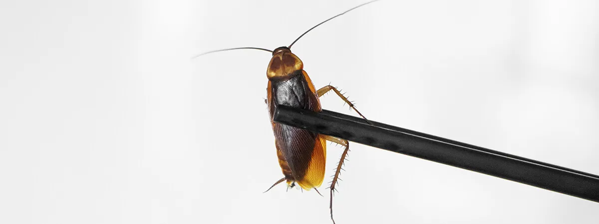 Необычные факты про тараканов