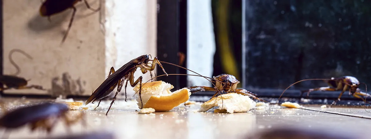 Устойчивость тараканов