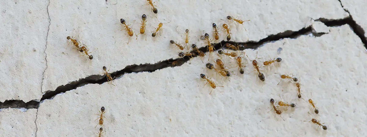 Фараоновы муравьи