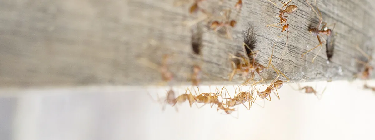 Домашние фараоновы муравьи