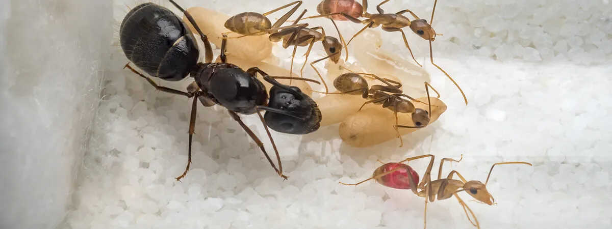Фараоновы муравьи в квартире
