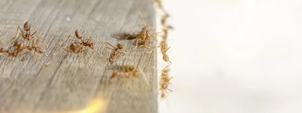 Фараоновы муравьи в многоквартирном доме
