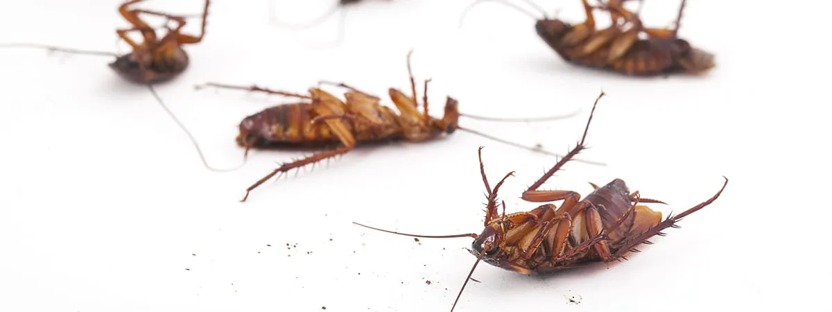 борьба с тараканами гелем Хиттер