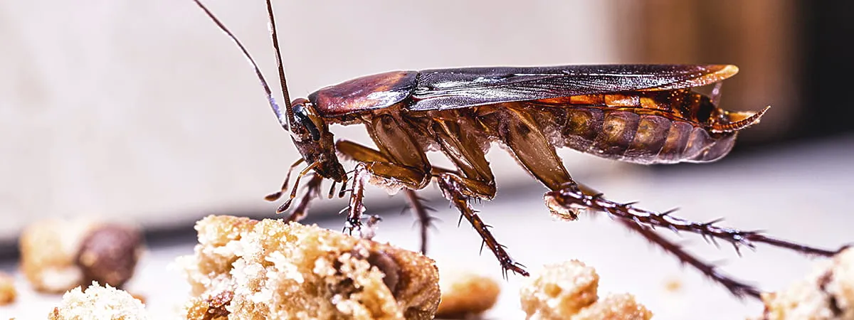 уничтожение тараканов гелем Хиттер