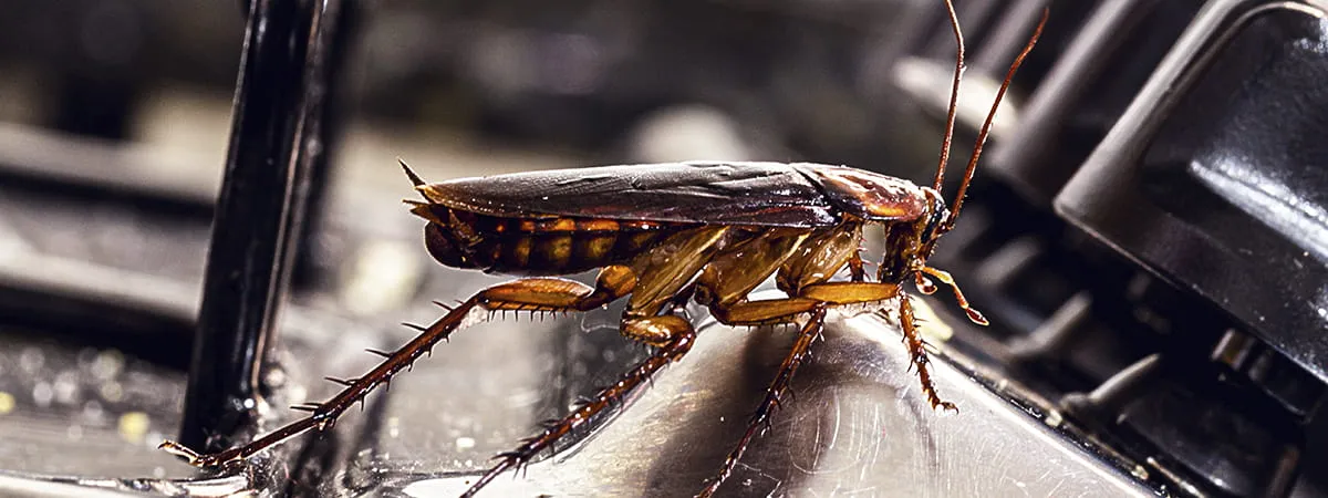 гель от тараканов Хиттер