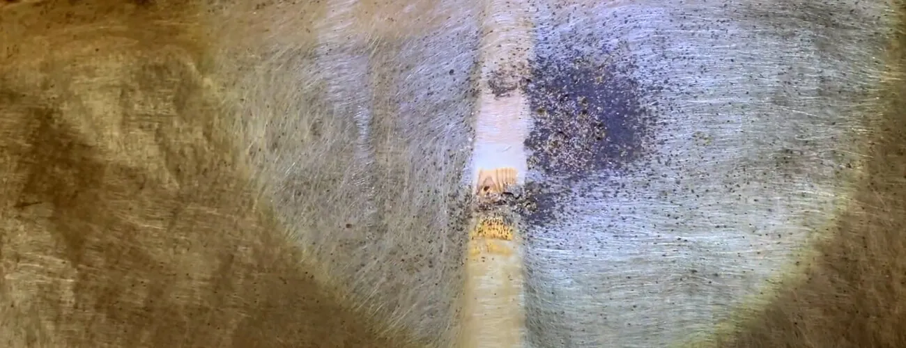 Гнездо постельных клопов под кроватью