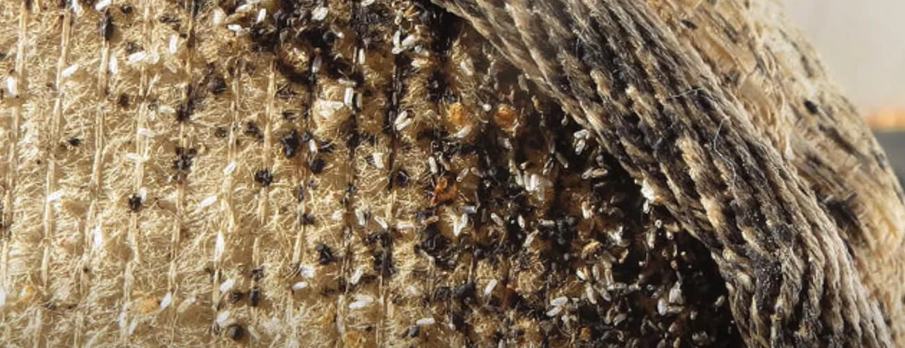 Как выглядит гнездо постельных клопов