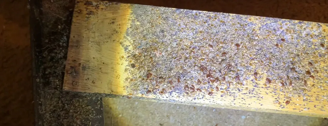 Гнездо клопов внутри дивана