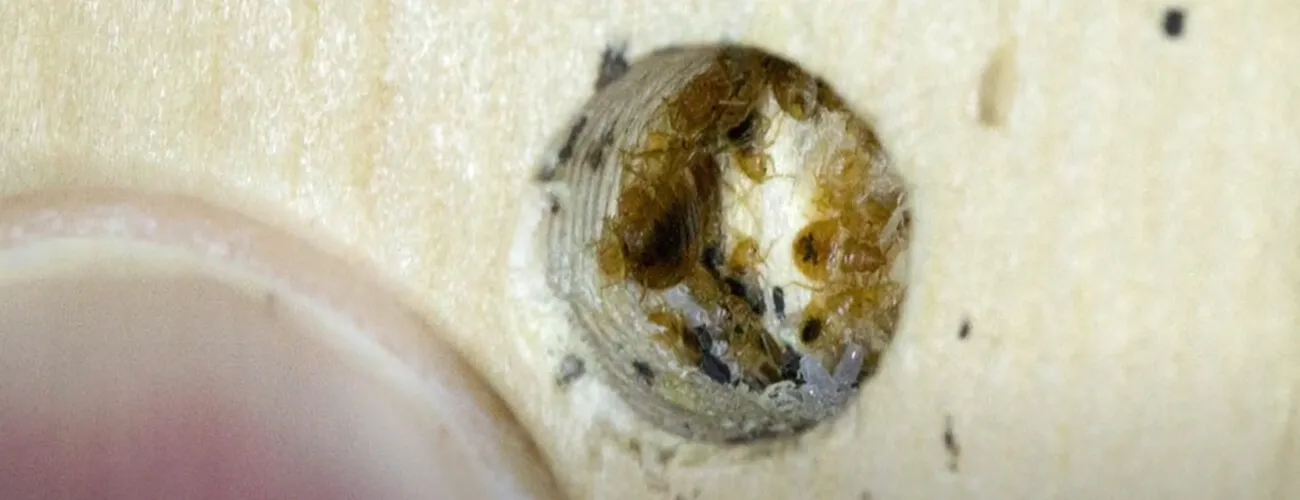 Гнездо клопов в каркасе кровати