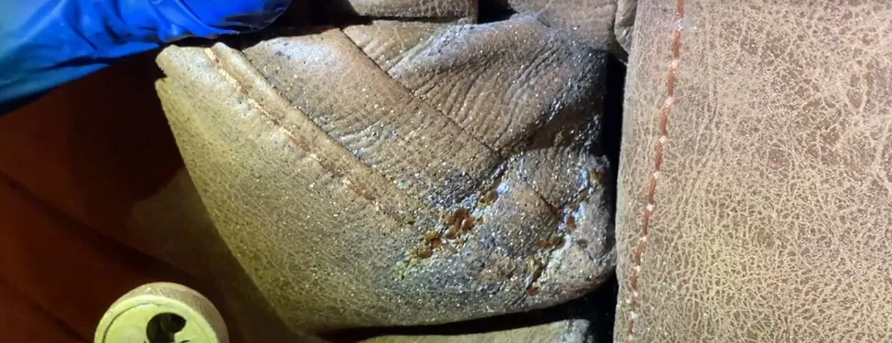 Гнездо постельных клопов в кресле