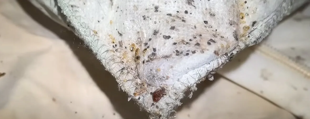 Гнездо постельных клопов в постельном белье