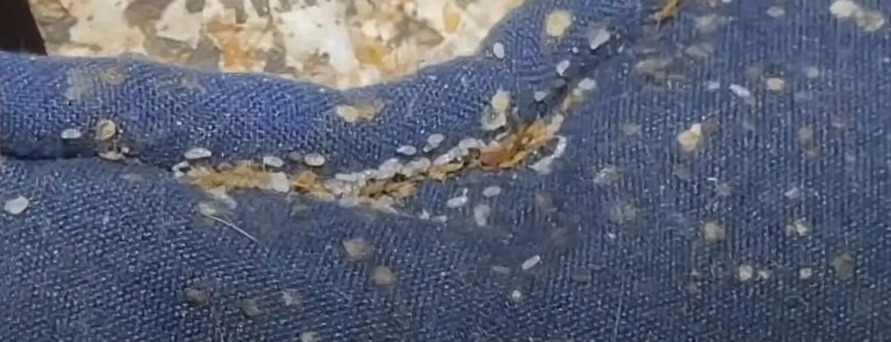 Гнездо постельных клопов в обивке дивана