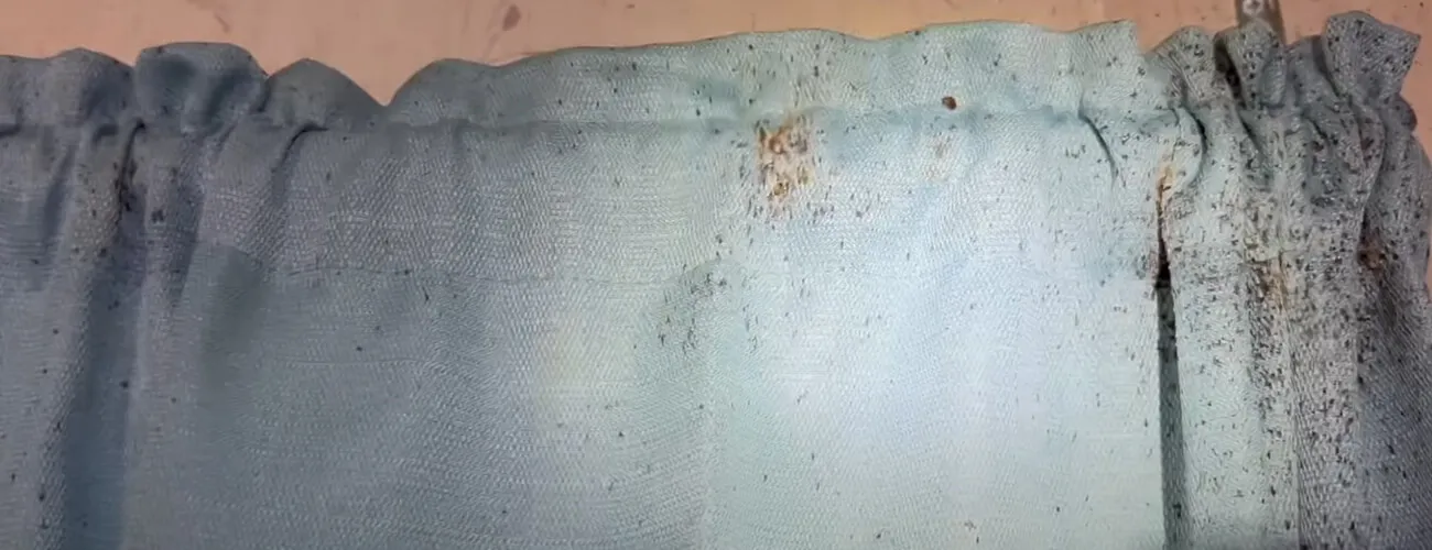 Гнездо постельных клопов в шторах