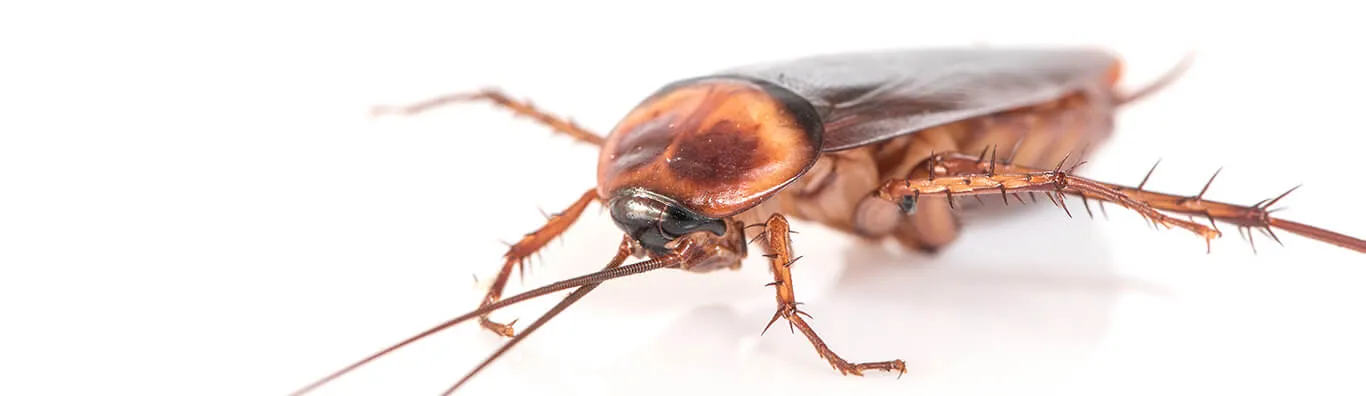 рыжий таракан