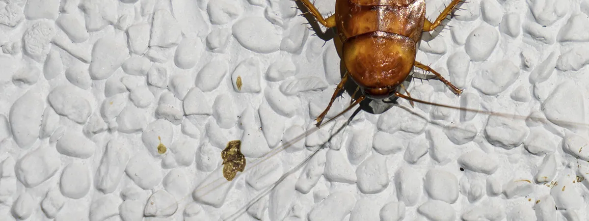 Остаются ли от насекомых желтые следы