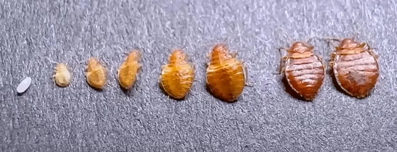 Жизненный цикл постельного клопа