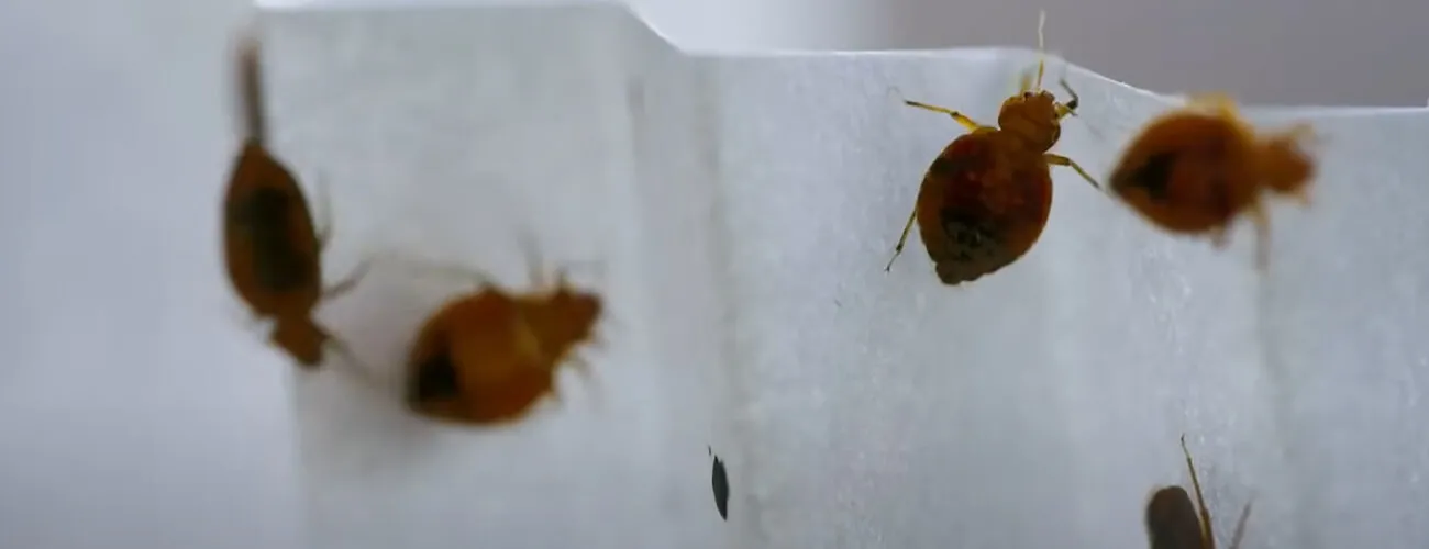 Взрослые постельные клопы