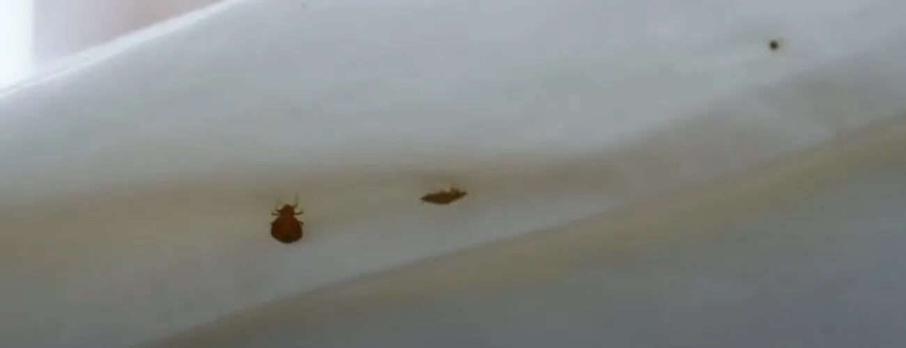 Постельные клопы на простыне