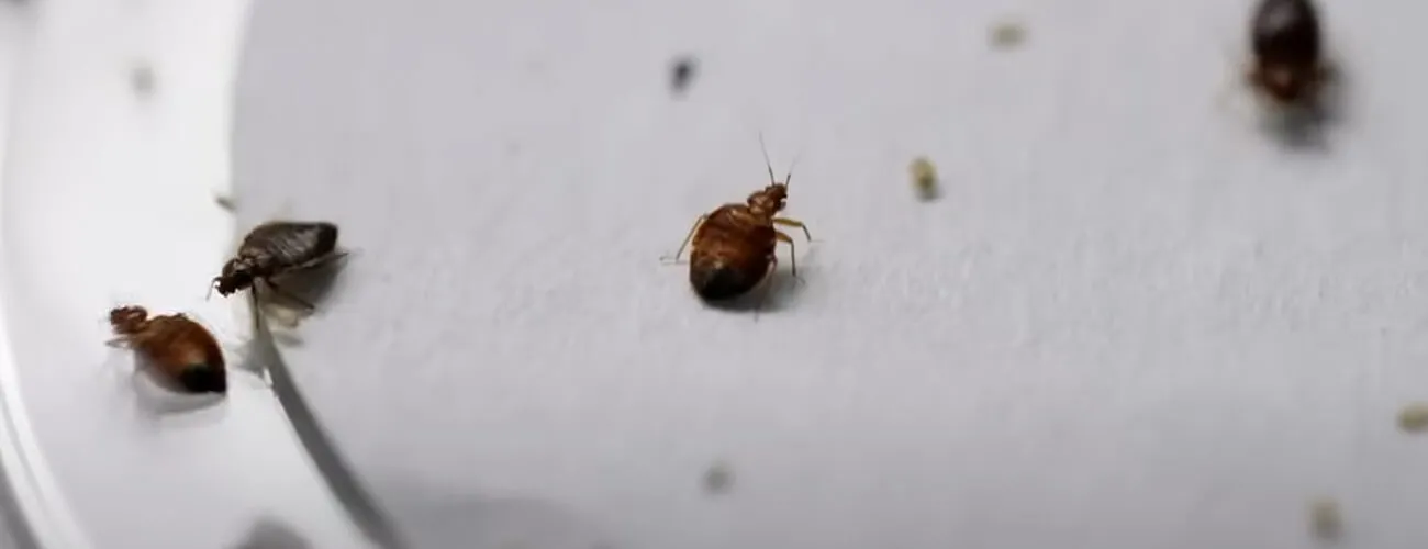 Постельные клопы взрослые особи