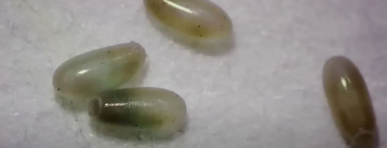 Яйца постельных клопов