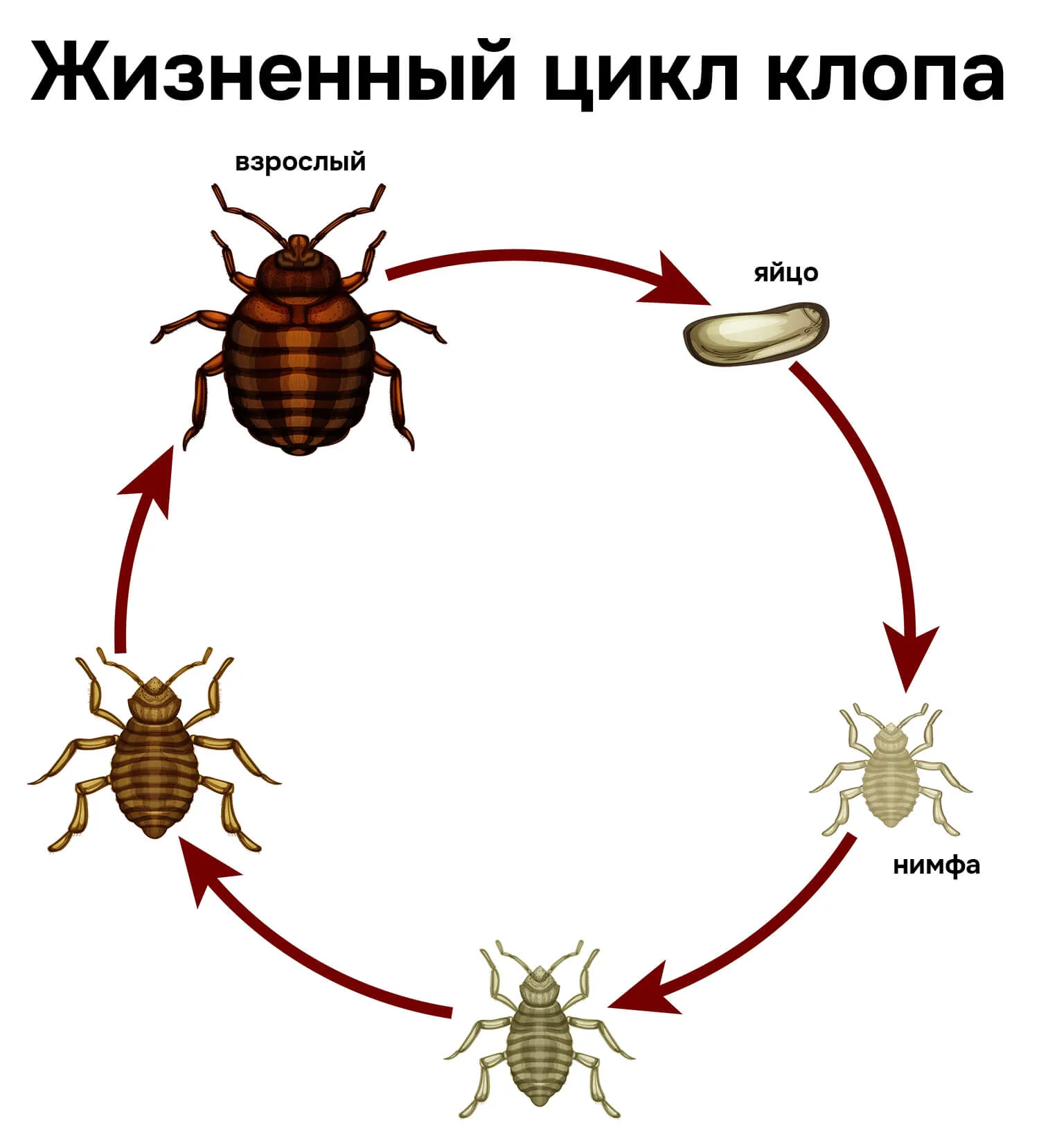 Стадии развития постельного клопа