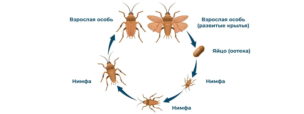 Жизненный цикл таракана