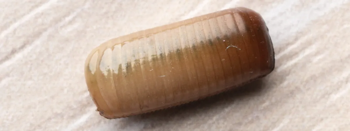 Яйцо таракана